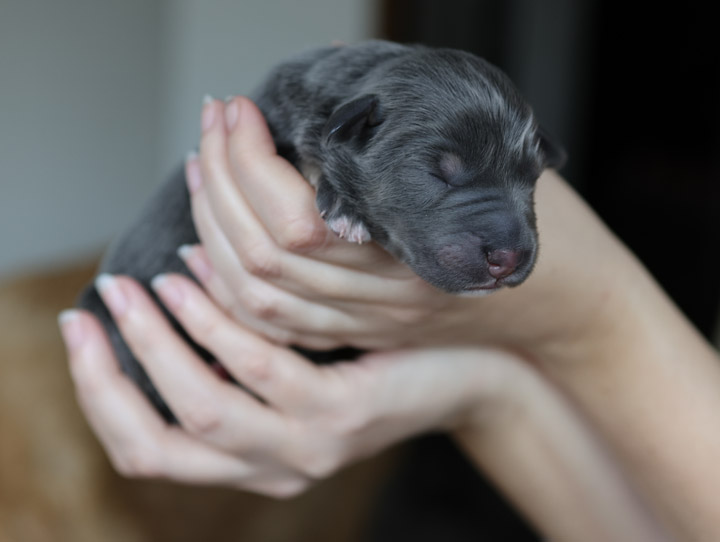 chinook puppy